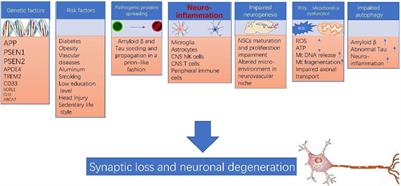 Alzheimer’s Disease: From Pathogenesis to Mesenchymal Stem Cell Therapy – Bridging the Missing Link